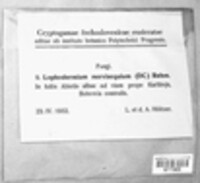 Lophodermium nervisequium image